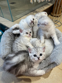 ❤️❤️Adorable British Scottish shorthair kittens ❤️