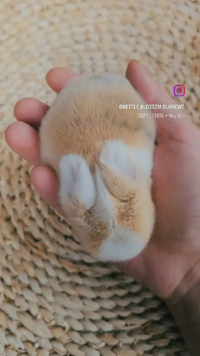 Holland Lop Rabbitry (nettle.blossom.burrows) in Small Animals for Rehoming in Terrace - Image 11