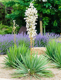 Yucca - stays evergreen in winter. 