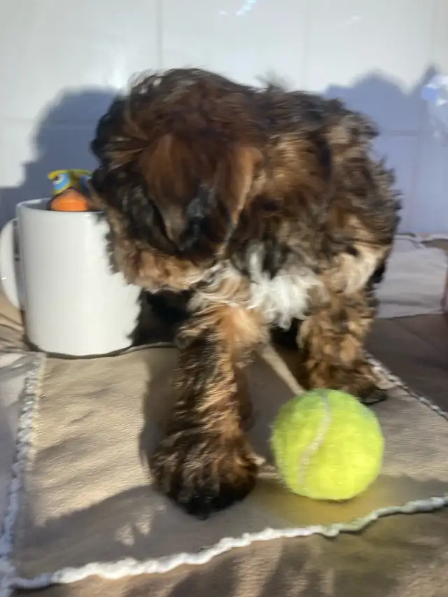 yorkipoo (Yorkshire mixe) in Dogs & Puppies for Rehoming in Drummondville - Image 6