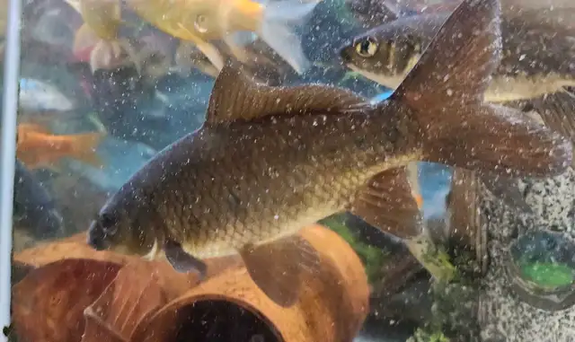 Gold fish in Fish for Rehoming in Mississauga / Peel Region - Image 10