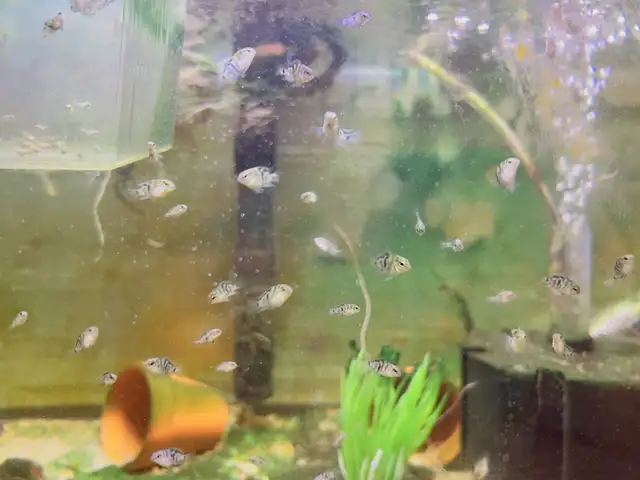 polar blue mini parrot fish (1/2)inch in Fish for Rehoming in Richmond - Image 2