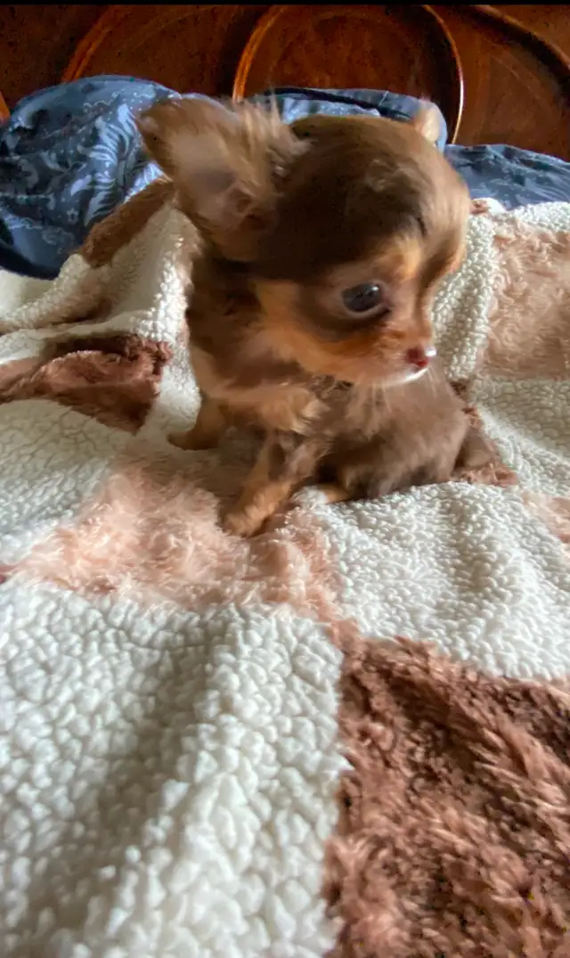 ⭐️TINY CHOCOLATE TRI LONG COAT CHIHUAHUA PUPPIES⭐️ALL SOLD in Dogs & Puppies for Rehoming in City of Toronto - Image 4