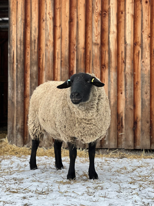 Ewes for sale in Livestock in Quesnel - Image 2