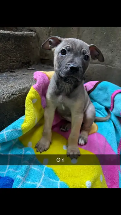 ONLY ONE FEMALE LEFT • SERIOUS INQUIRIES ONLY• Beautiful mixed Siberian Husky Cane Corso puppies, Ex...