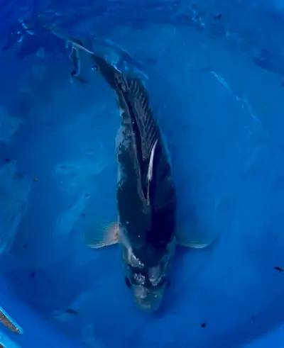 12” Black & White (Panda-like) Koi, View more