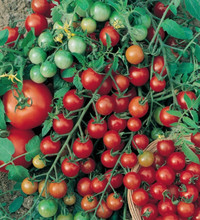 Plant de tomates cerises