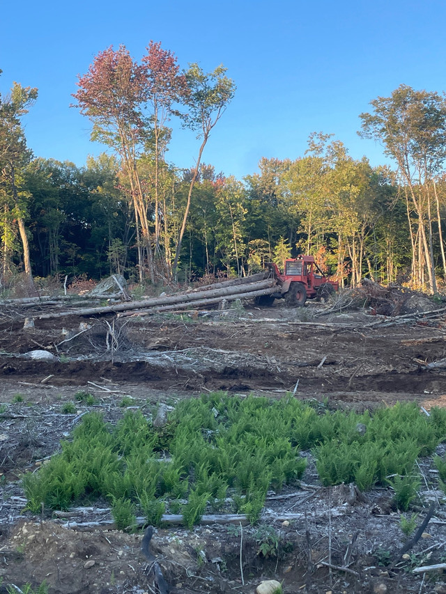 Land clearing/standing timber wanted in Excavation, Demolition & Waterproofing in Muskoka - Image 3