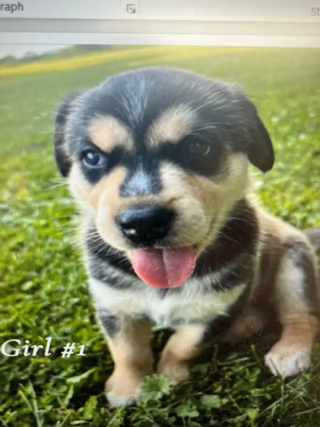 Rottsky Puppies For Sale in Dogs & Puppies for Rehoming in Leamington - Image 3