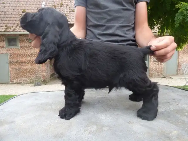 cocker spaniel  (English) ckc registred puppy black male in Dogs & Puppies for Rehoming in Ottawa - Image 5