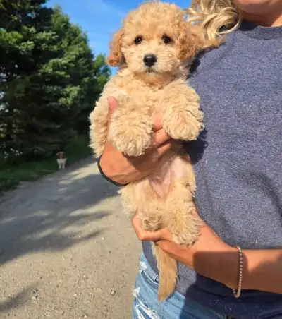 Last Mini Poodle Female!, View more