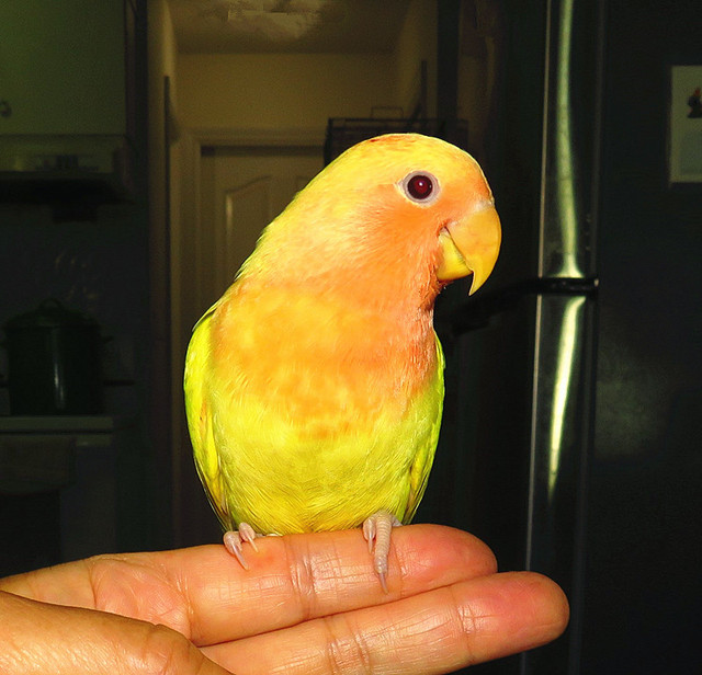 SUPER TAME handfed lovebird baby girl (peachface ino opaline) in Birds for Rehoming in Vancouver - Image 3