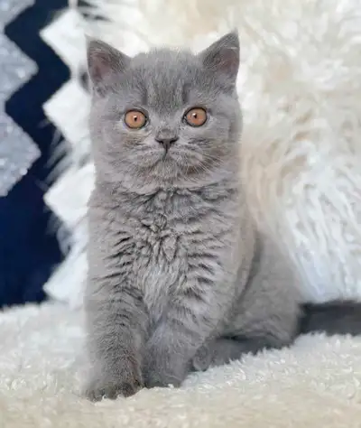 British Shorthair Blue Girl, View more