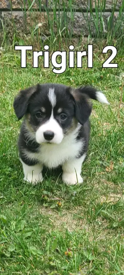 Stunning Corgi Babies, View more