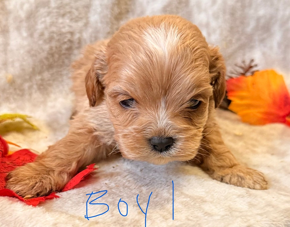 Cockapoo Puppies! | Dogs & Puppies for Rehoming | Edmonton | Free local ...