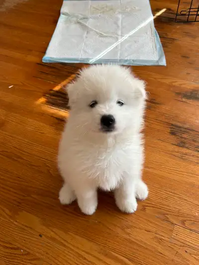 Purebred Samoyed Puppies!!, View more