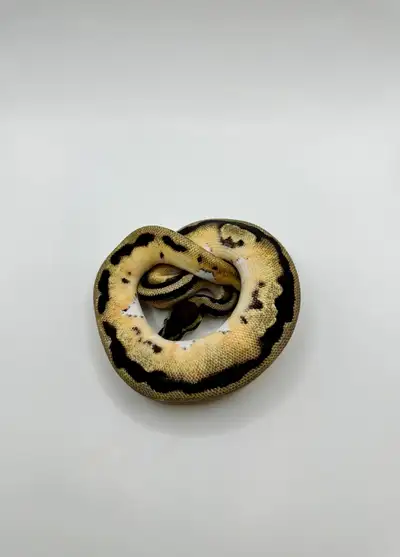 Young Ball Python Male
