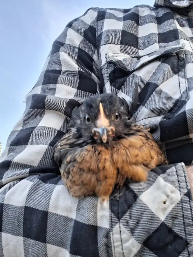 Layer Chicks & Chickens489072028088412163