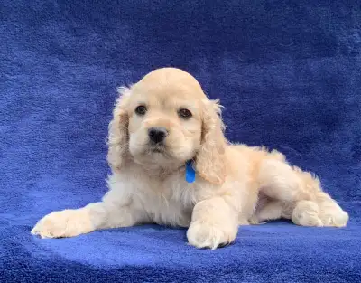 American Cocker Spaniel Puppies, View more