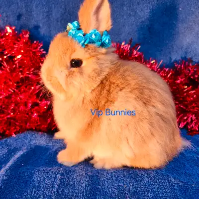 The most beautiful baby dwarf bunny rabbits are in Montreal. Delivery anywhere along 401 up to Missi...