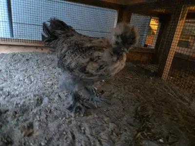 Silkie roo. Naked neck, partrige born April 15th. Very chill guy.