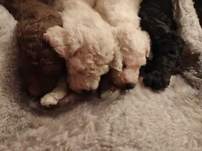 Purebred Standard Poodle, View more