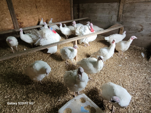Beltsville Small White Turkey fertilized eggs in Livestock in Oshawa / Durham Region - Image 3
