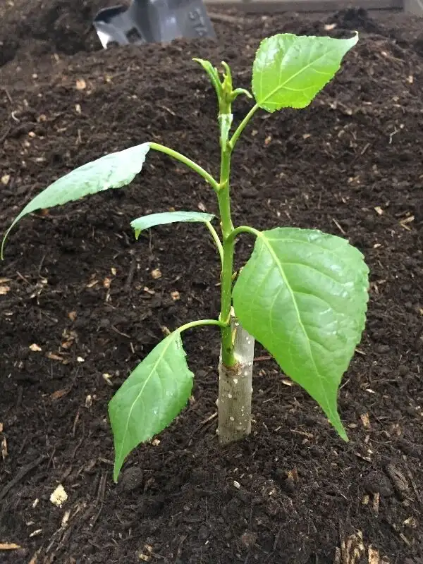 PREMIUM SCREENED TOPSOIL $25/yrd in Plants, Fertilizer & Soil in Saskatoon - Image 3