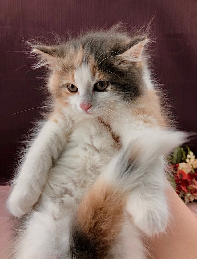 Cuddly Calico Maine Coon in Cats & Kittens for Rehoming in City of Toronto - Image 2