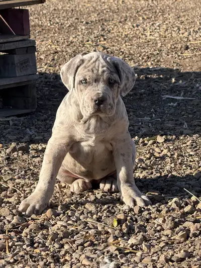 mastiff puppy, View more