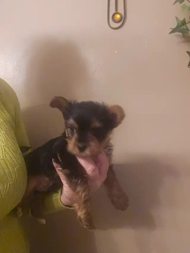 MALE YORKIE PUPPY in Dogs & Puppies for Rehoming in Belleville - Image 2