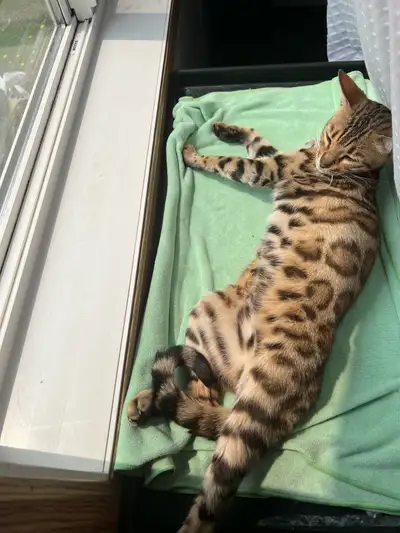 BENGEl cat 9 months old not fix, View more