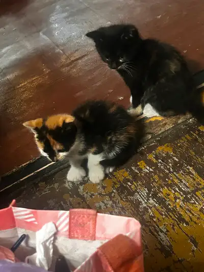Polydactyl kittens (6 toed kittens) ready to go 11weeks old, View more