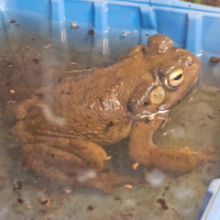 Sonoran Desert toad aka Colorado River toad