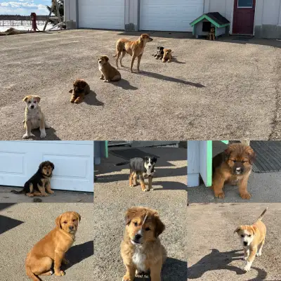 Puppies ready for a new home. Pyrenees, Lab, Rottweiler cross. Great with children and other animals...