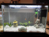 Aquarium Fish Tank Setup