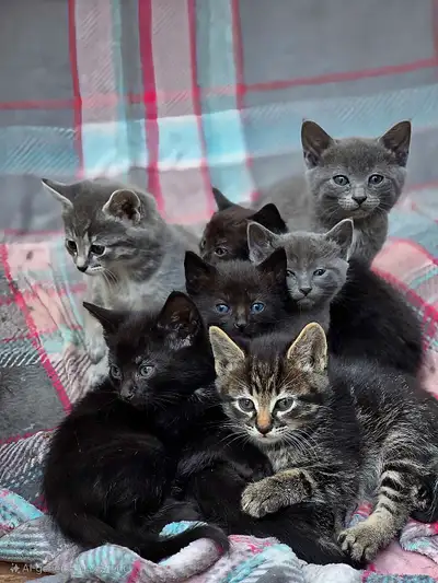 Kittens Ready for Their New Homes – Falkland Area, View more