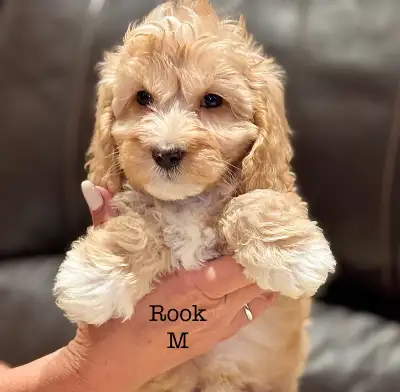 CHIOTS MINI COCKAPOO PUPPIES, View more