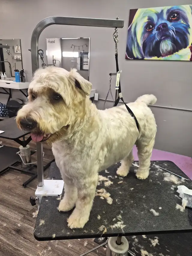 Professional Dog Grooming...Special treatment at SPRINGFIELD K.584651887996446725