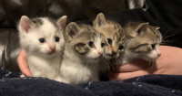 Kittens For Sale!