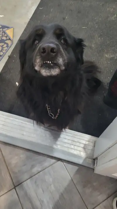 Gentle, well-mannered female collie/lab cross needs rehoming., View more