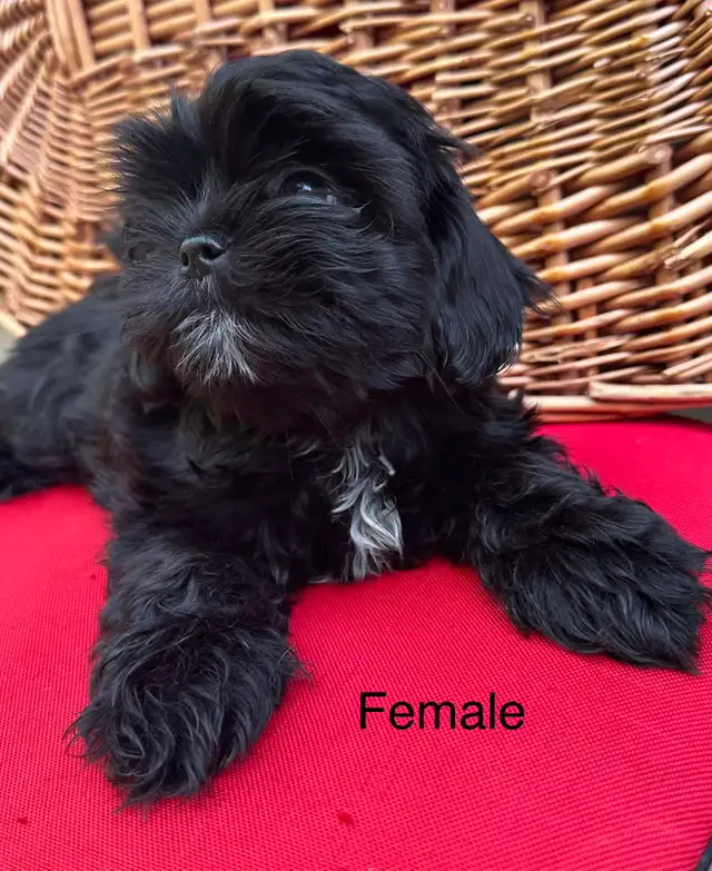 Shih tzu puppies 4 left in Dogs & Puppies for Rehoming in Vernon - Image 11