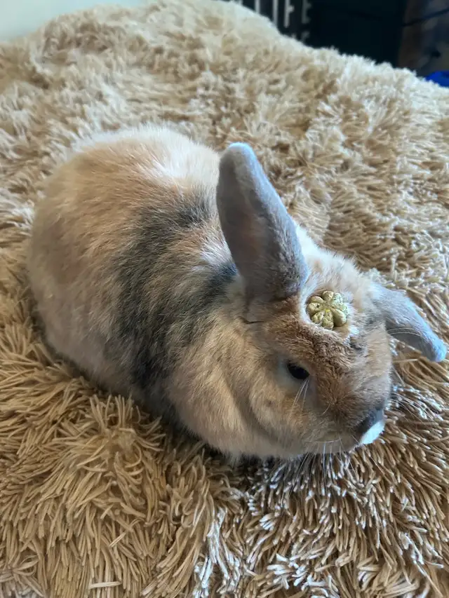 Lola bunny in Small Animals for Rehoming in Ottawa - Image 2