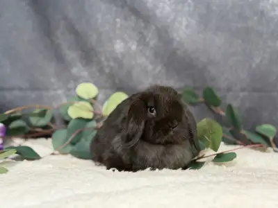Young neutered holland lops, View more