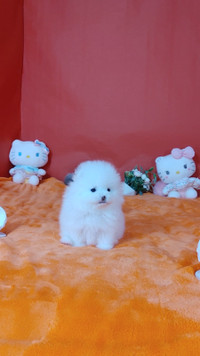 Premium Snow-white Pomeranian Puppies