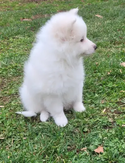 Chiots Esquimos Américains/American Eskimo puppies, View more