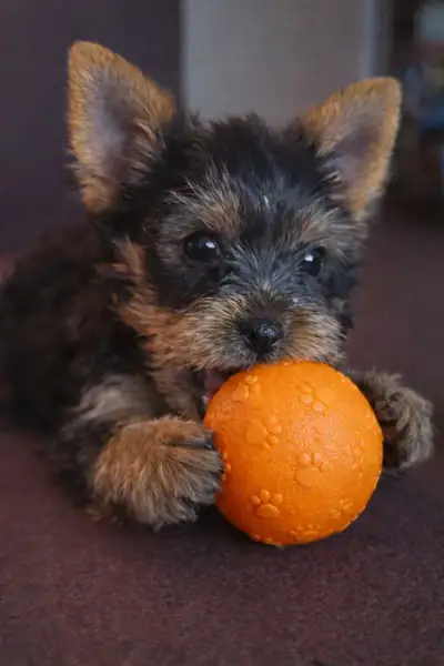 Yorkie  boys. Valentine weekend sale!!!, View more