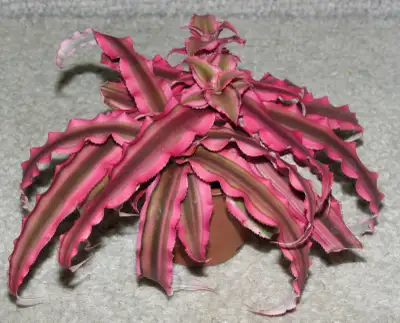 HOUSE PLANT - CRYPTHANTUS - Earth Star - Rare, View more