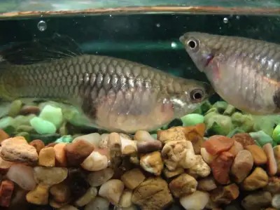 Pregnant Pintail Guppies, View more