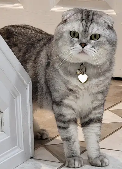 Silver/White Tabby w/ show quality folded ears, View more